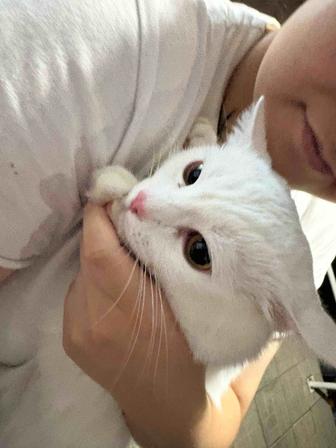 Кот
