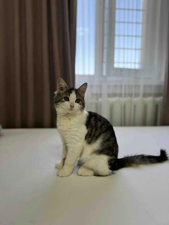 Кошечка в добрые руки