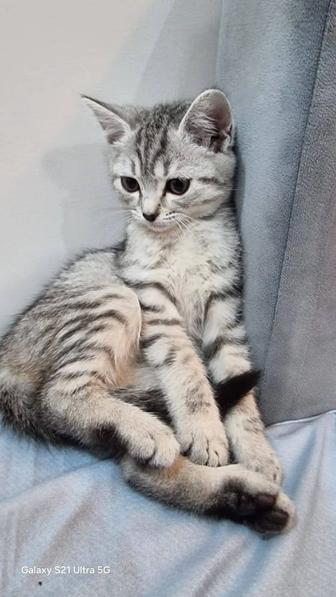 Продам котика