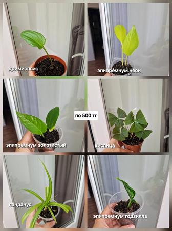 Комнатные цветы, разные