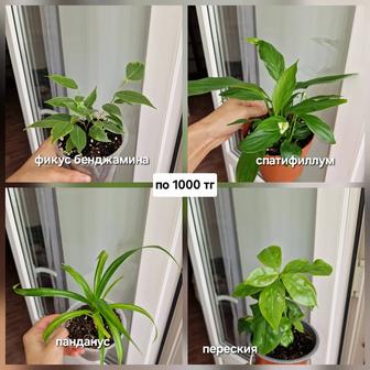 Комнатные цветы, разные