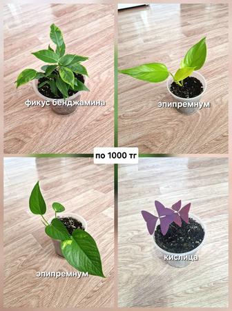 Комнатные цветы, разные