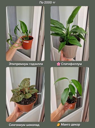 Комнатные цветы, разные