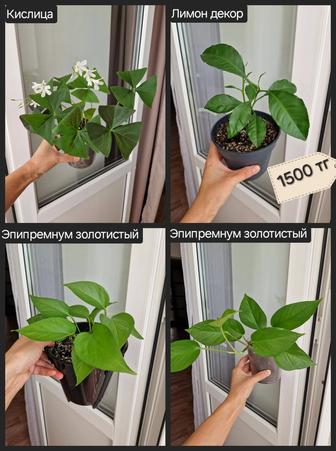 Комнатные цветы, разные