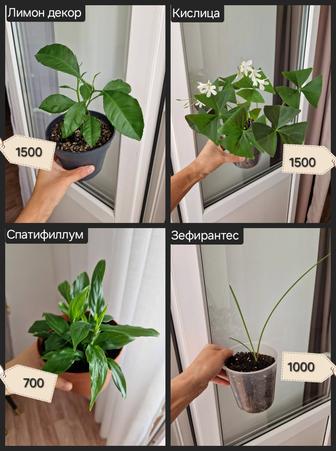 Комнатные цветы, разные