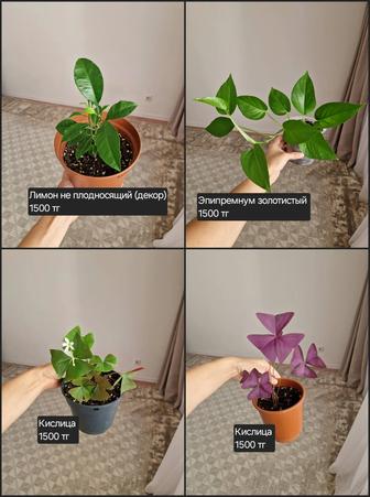 Комнатные цветы, разные