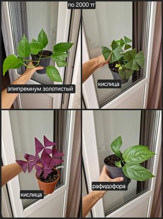 Комнатные цветы, разные