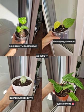Комнатные цветы, разные