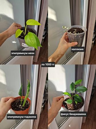 Комнатные цветы, разные