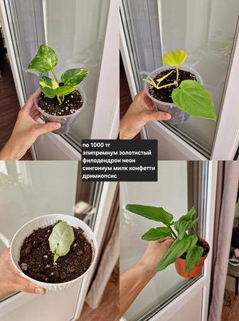 Комнатные цветы, разные