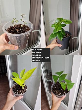 Комнатные цветы, разные