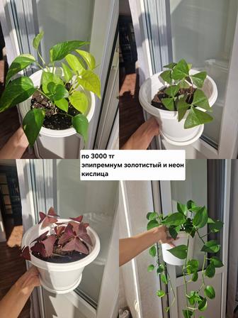 Комнатные цветы, разные