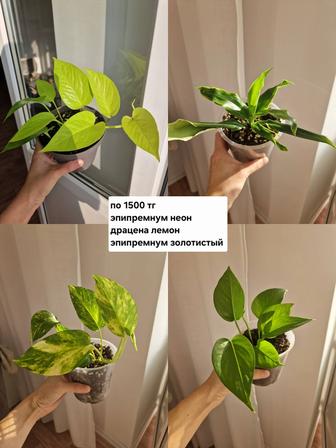 Комнатные цветы, разные