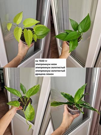 Комнатные цветы, разные