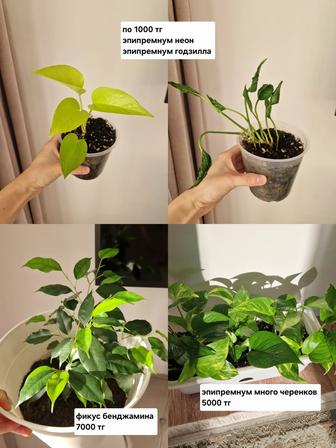 Комнатные цветы, разные