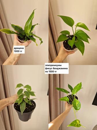 Комнатные цветы, разные