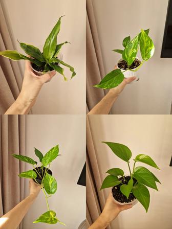 Комнатные цветы, разные