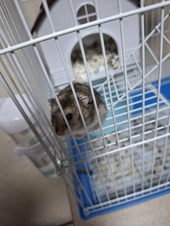 Продам хомяка джунгарик