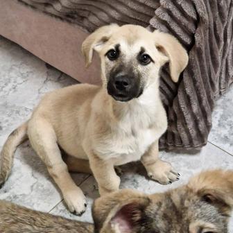 Щенок из приюта Хвостатый Рай