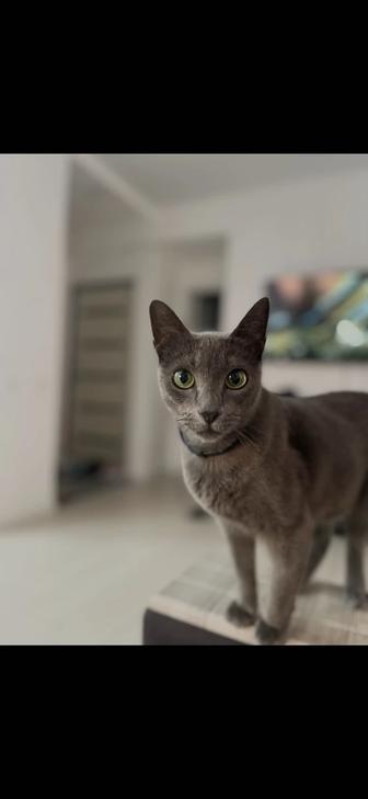 Отдам кошку русская голубая