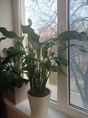 Спатифиллум 80 см