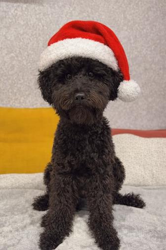 Вязка карликового пуделя