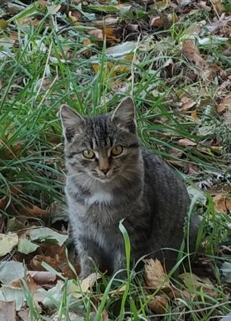Котик ищет дом