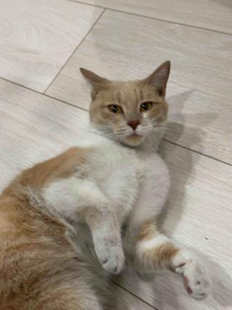 Отдам кошку в добрые руки