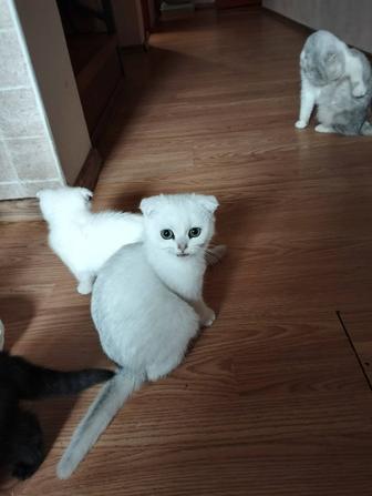 Котята серебро шиншилла