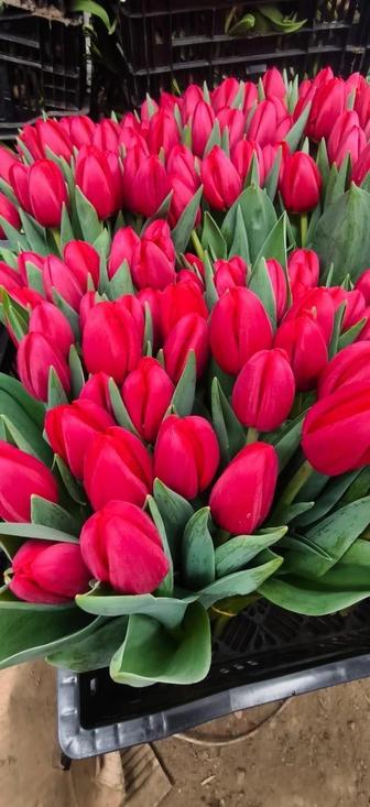 Тюльпаны оптом