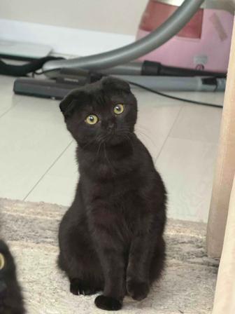 Вислоухая кошечка отдам