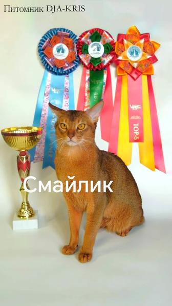Абиссинский кот вязка