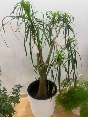 Продам комнатные цветы