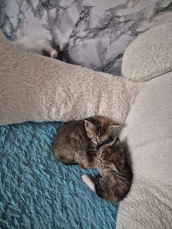 Котята ищат дом две девочки