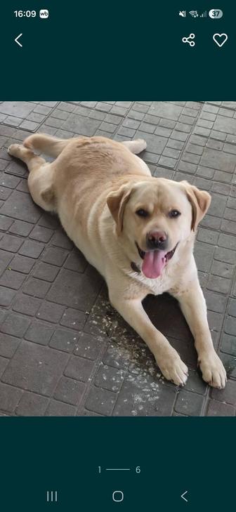 Вязка кобель лабрадор.