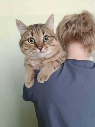 Шикарный котэ ищет самые лучшие руки