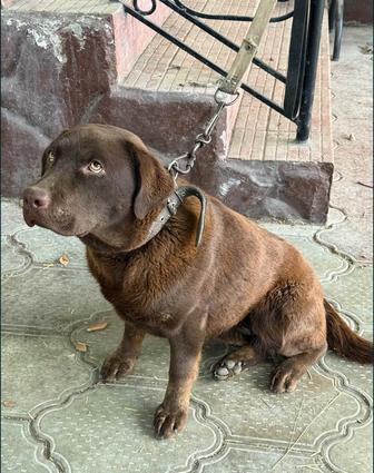 Продам Лабрадор ретривер