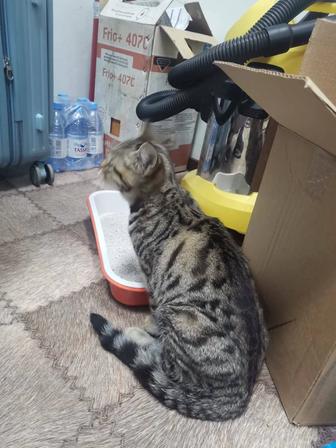 Нашли кошку по ул.Айтеке би, в г.Кызылорде