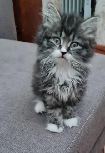 Отдам в добрые руки котенка мальчика
