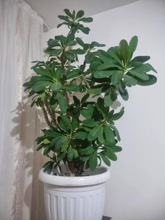 Цветы