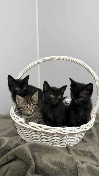 Котенок в добрые руки