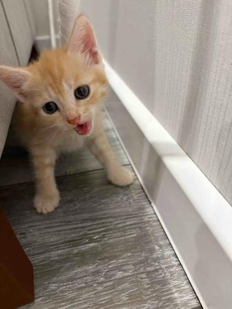Отдам котят в добрые руки