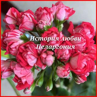 Пеларгони