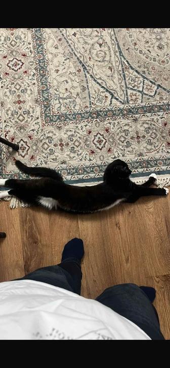 Отдам кота в хорошие руки