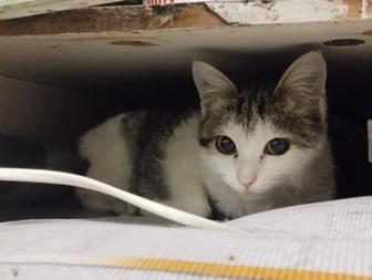 Отдам котенка в хорошие руки