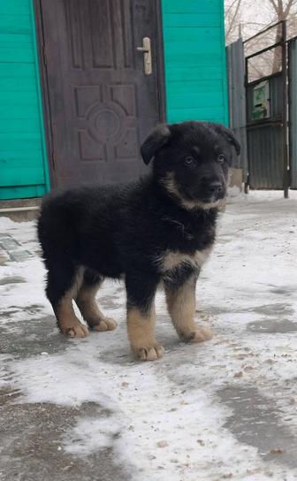 Щенята в добрые руки!