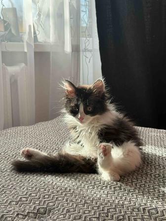 Котенок ищет дом