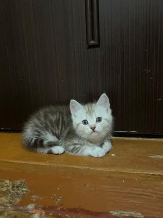 Продам очень красивых котят