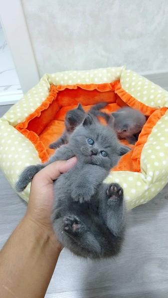Британские котята