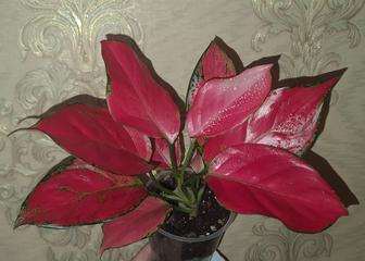 Продам аглаонему